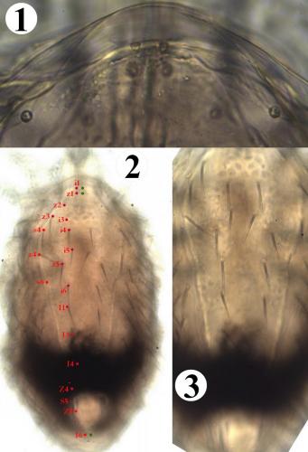 Ornithonyssus bacoti